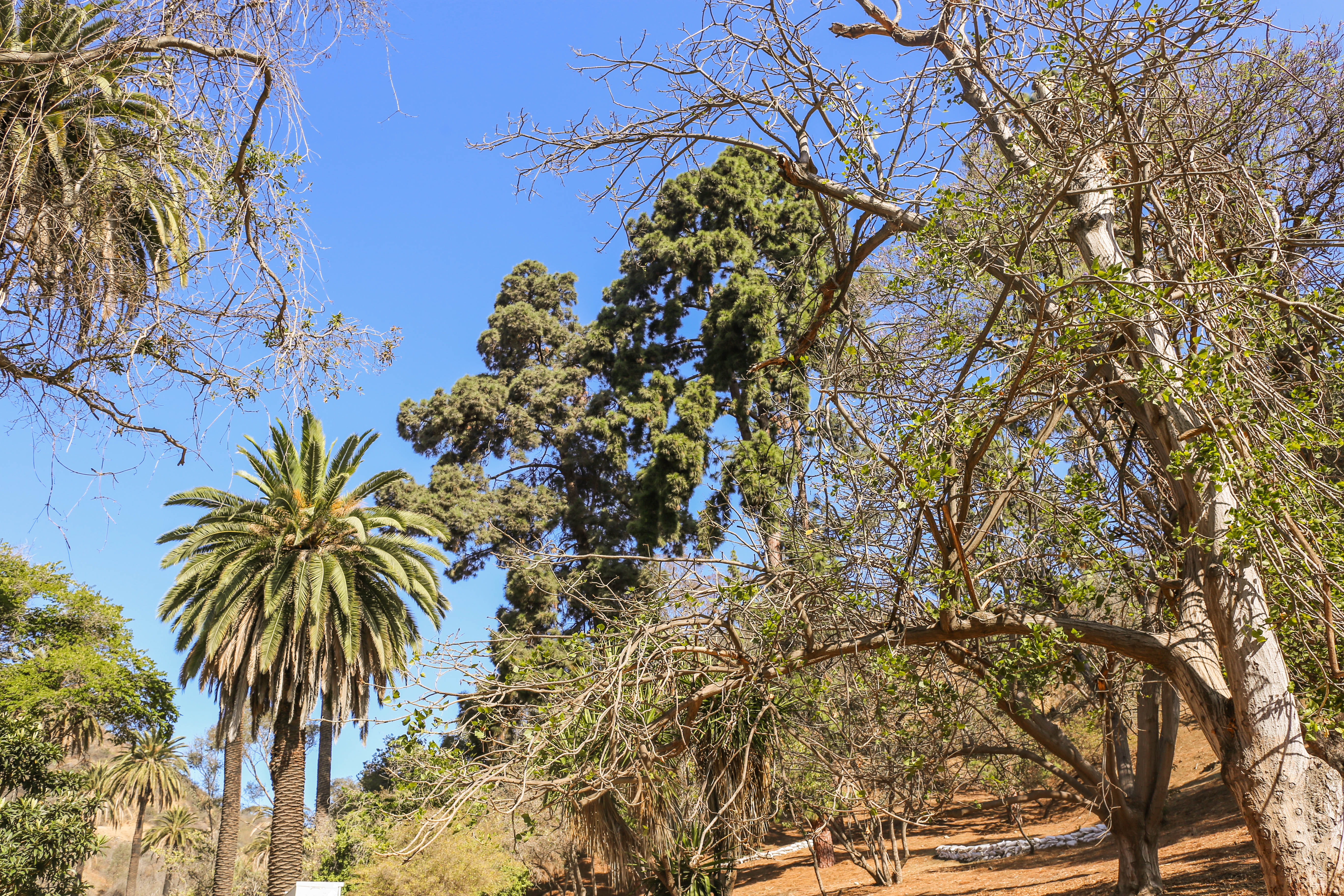 runyon-canyon-2