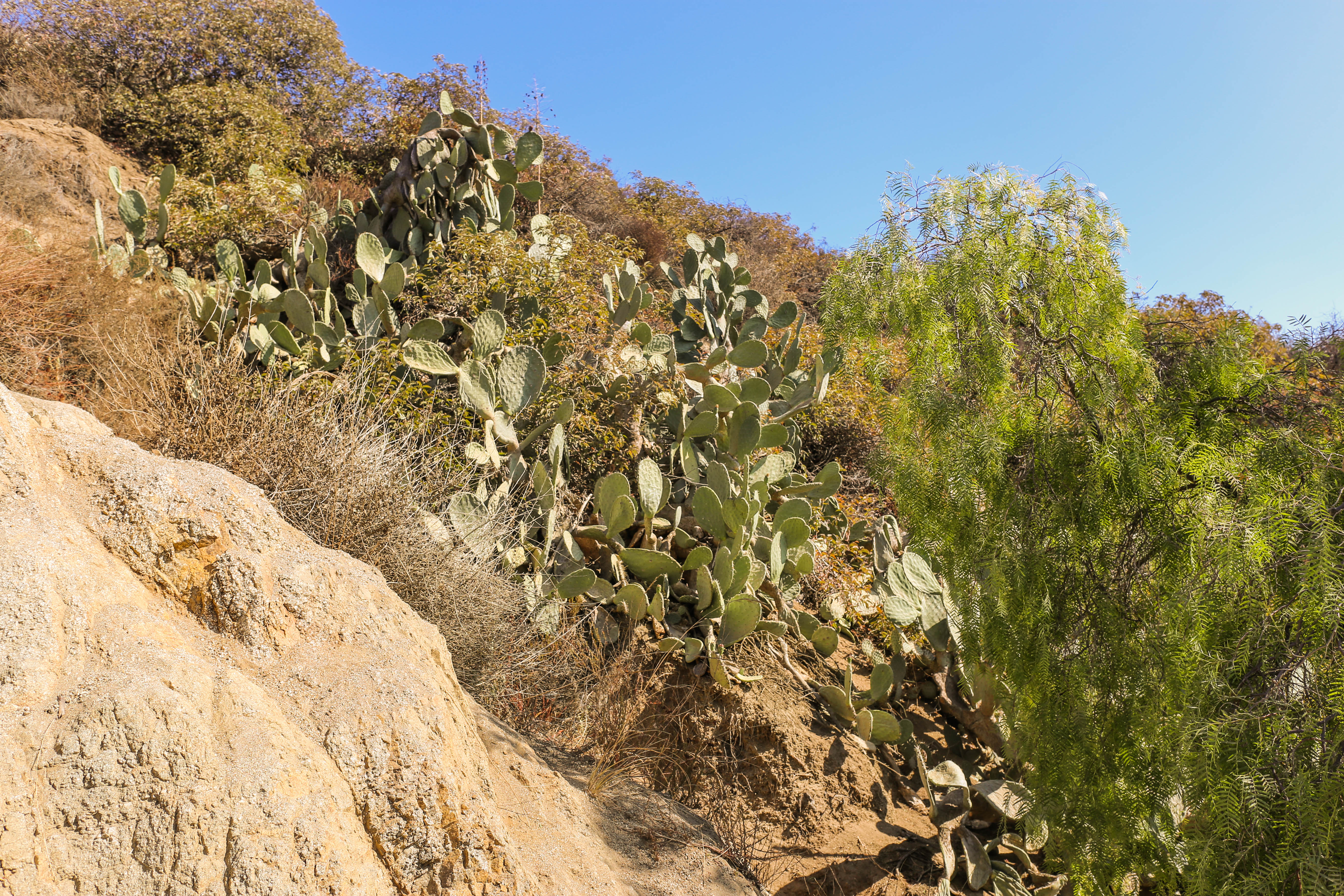 runyon-canyon-4